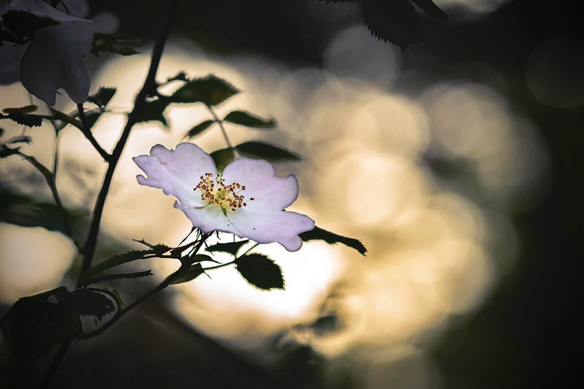Nature et lumière