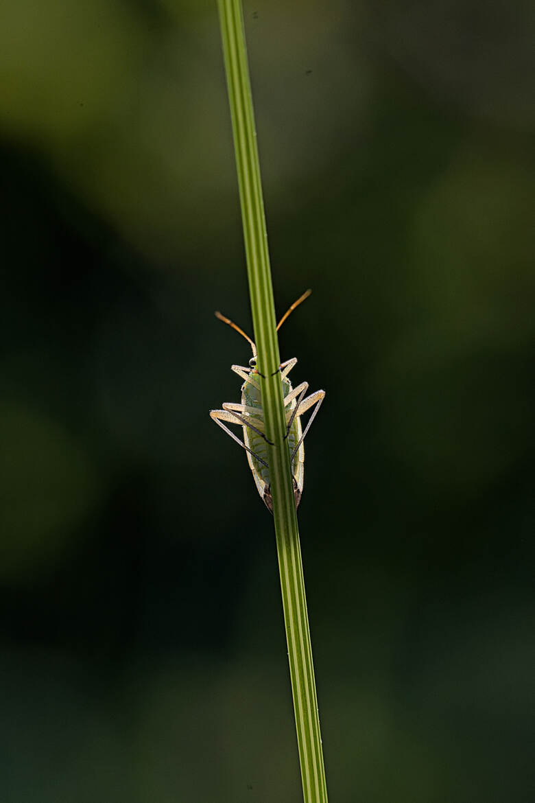 Punaise de la pomme de terre