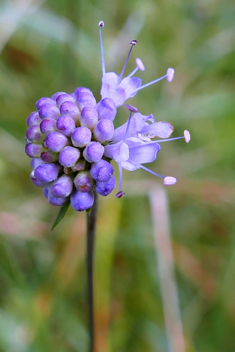 Succises fleurissent, fleurissent dans les Prés