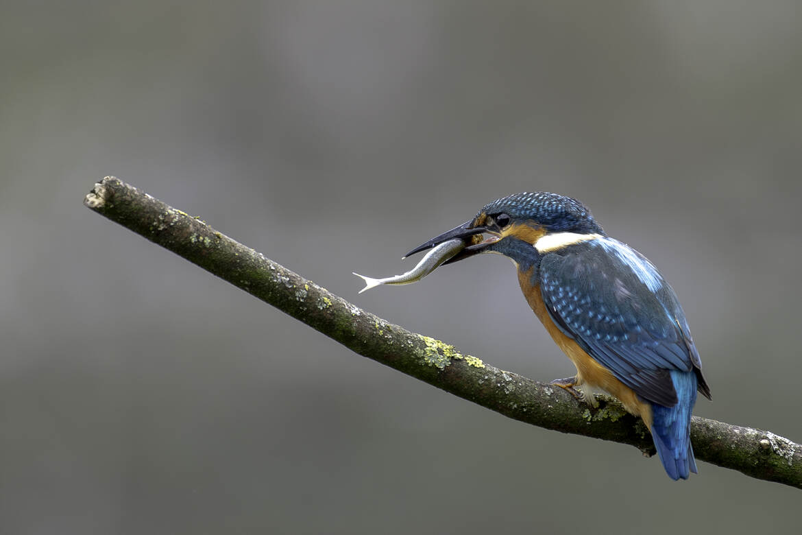 Symbole de biodiversité