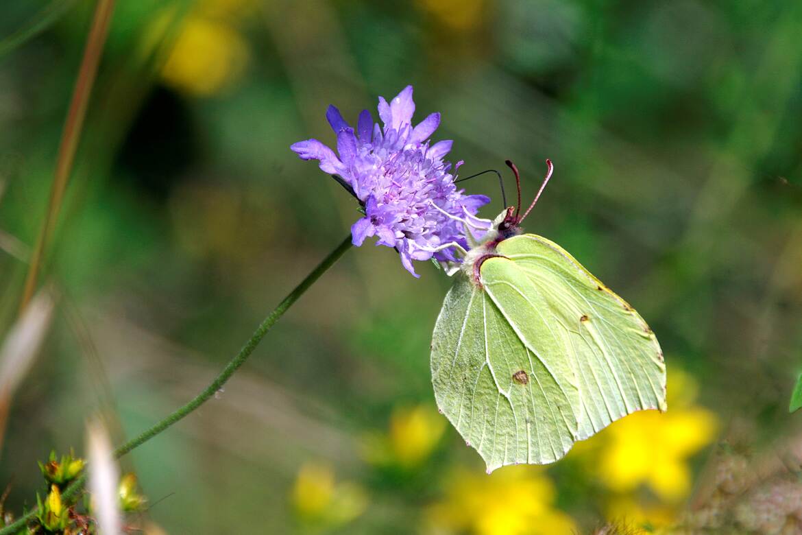 Citron en pause nectarée !