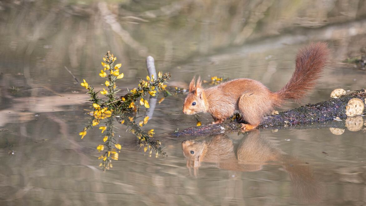 L'écureuil imprudent