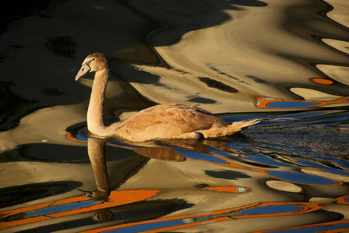 c est pas un cygne d etang