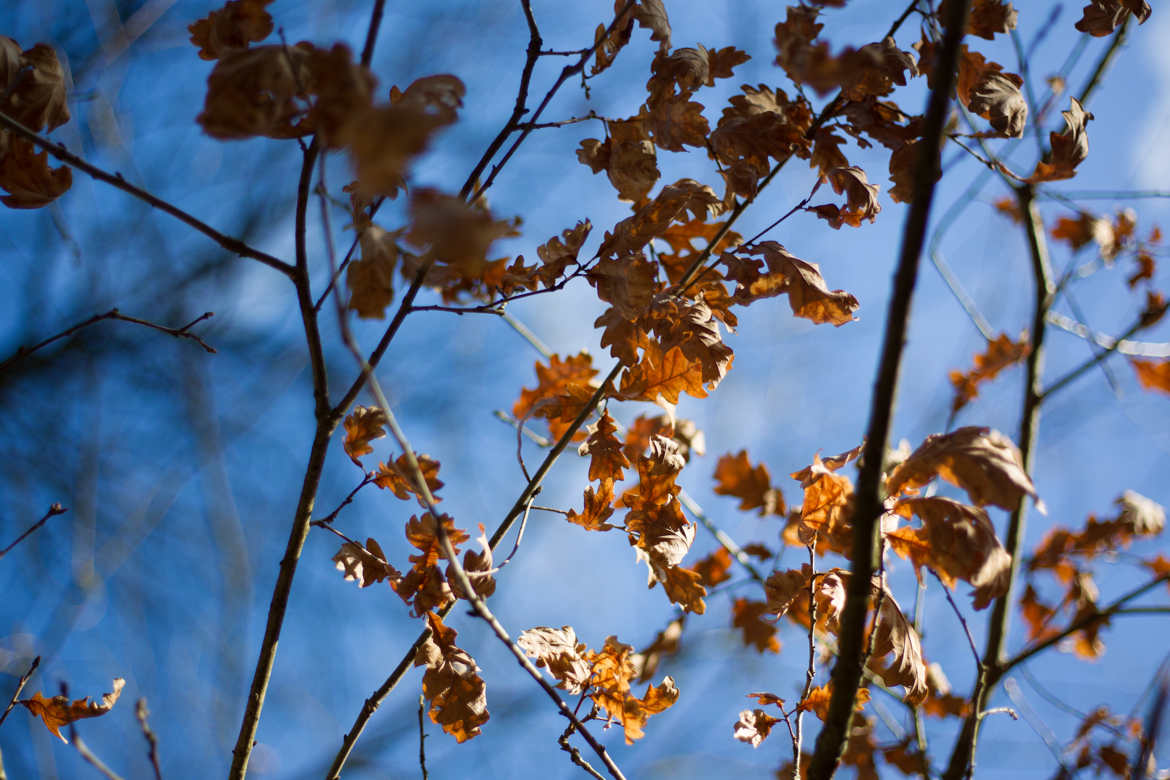 Des feuille et du ciel