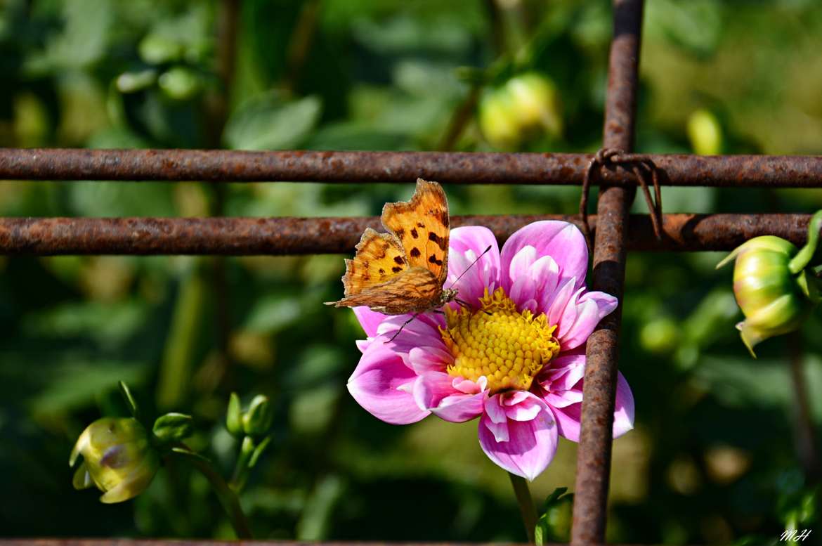 Papillon et Dahlia