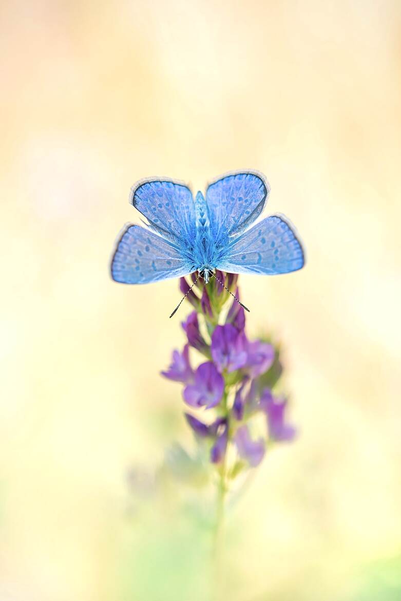 Les yeux dans les yeux