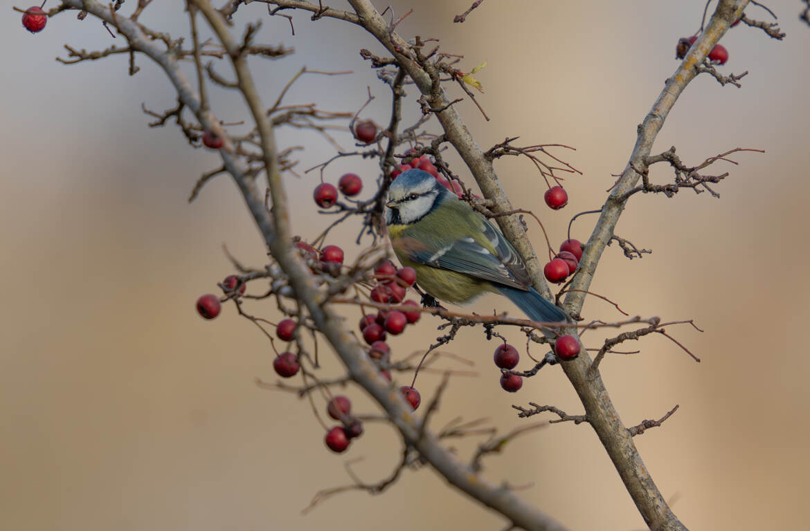 Apéritif pour le réveillon de la mésange bleue!