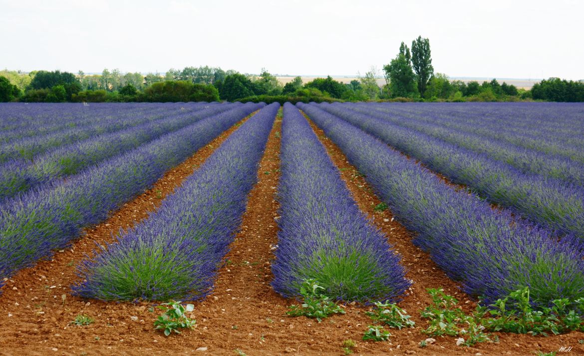 Champs de lavande