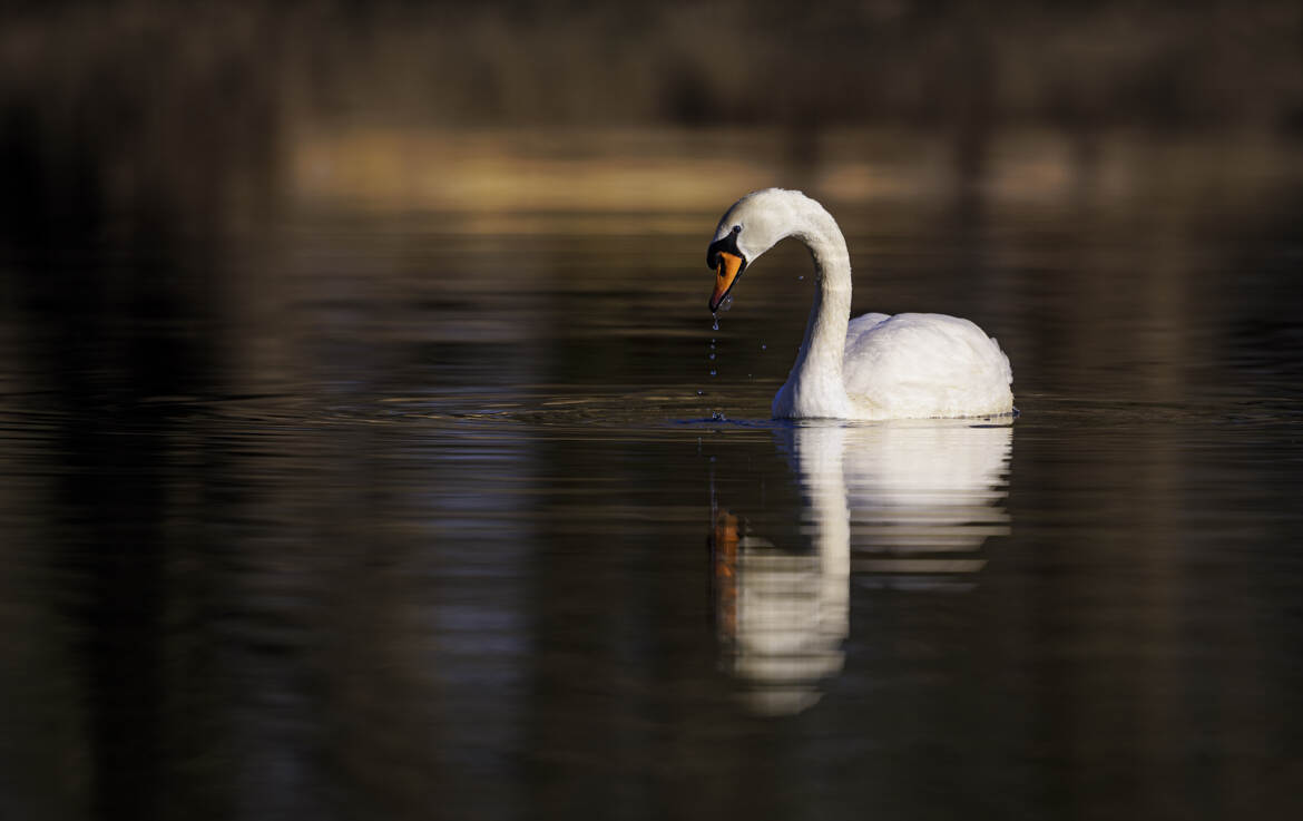 Le cygne