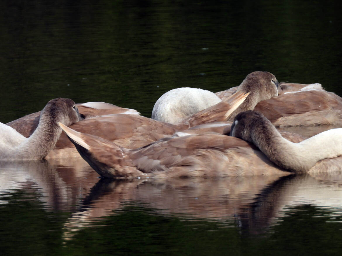 fait moi un cygne pour la sieste
