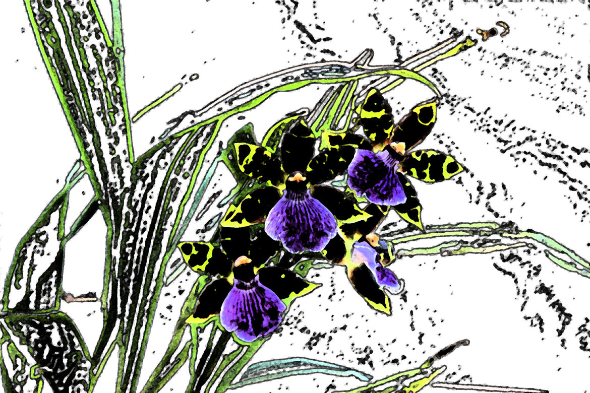 Zygopetalum revisité