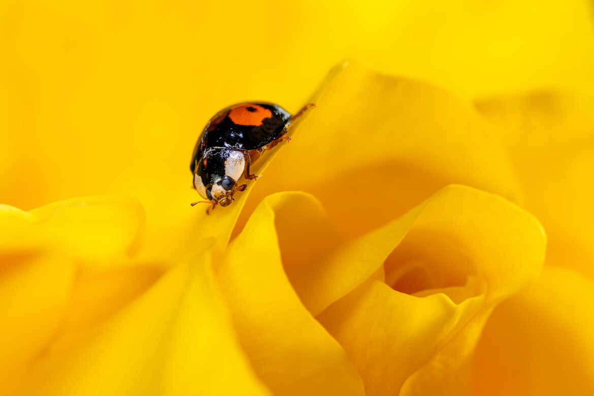 La bête à bon Dieu