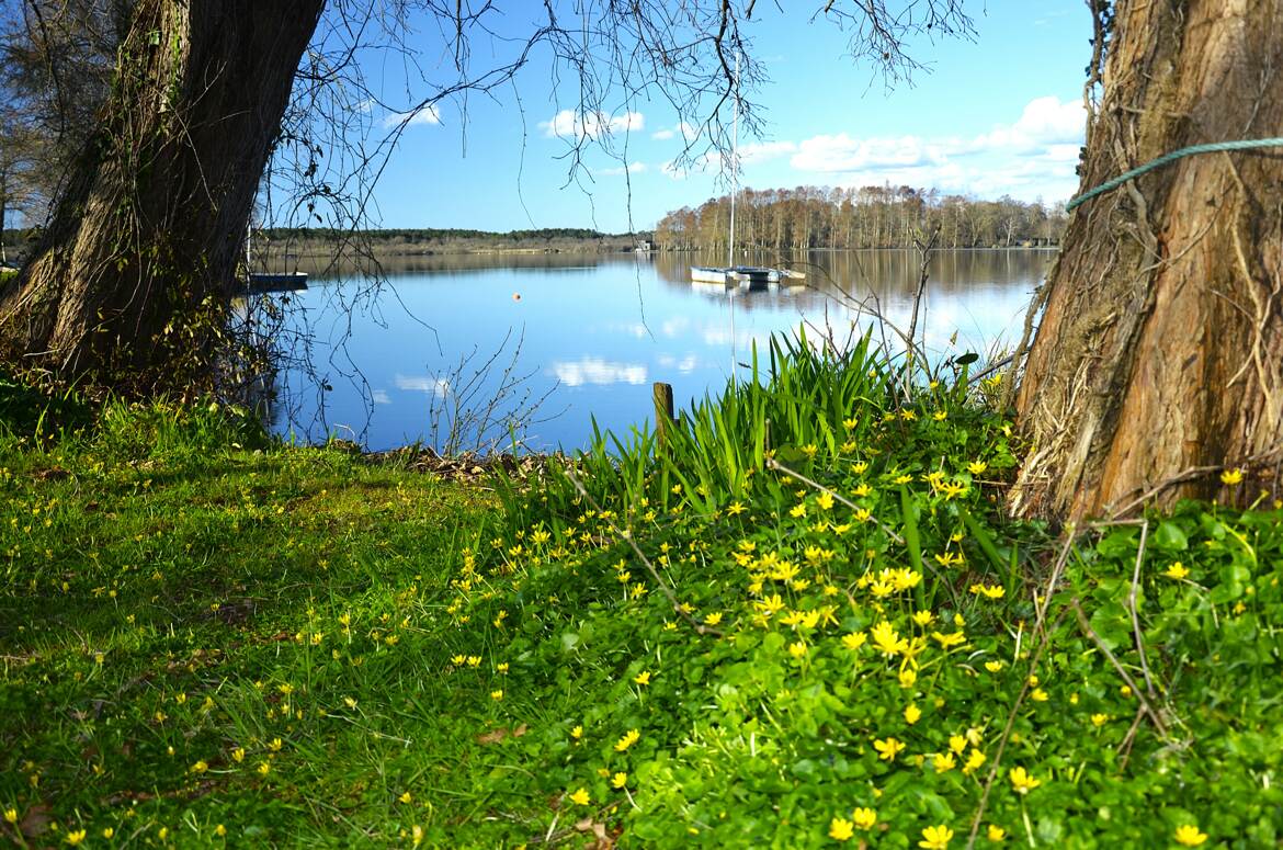 Au pied de mon arbre......