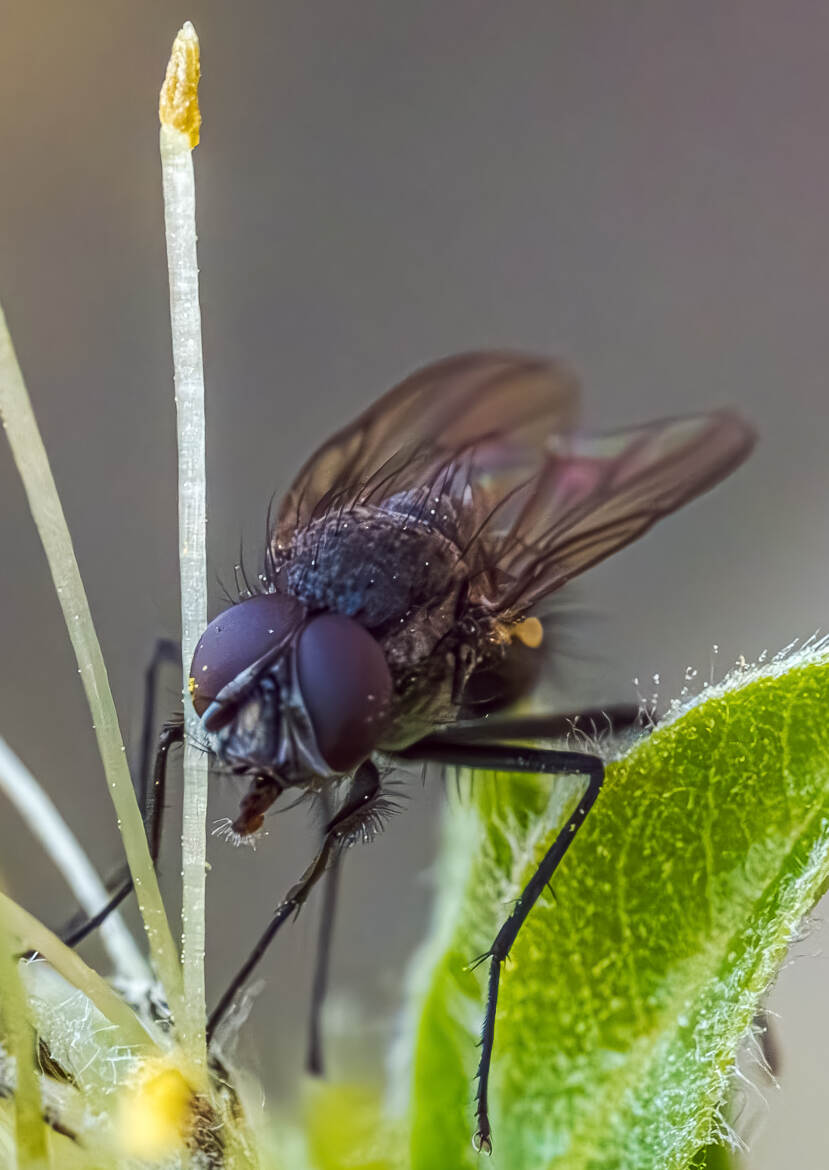 Mouche surun chaton de saule marsault.