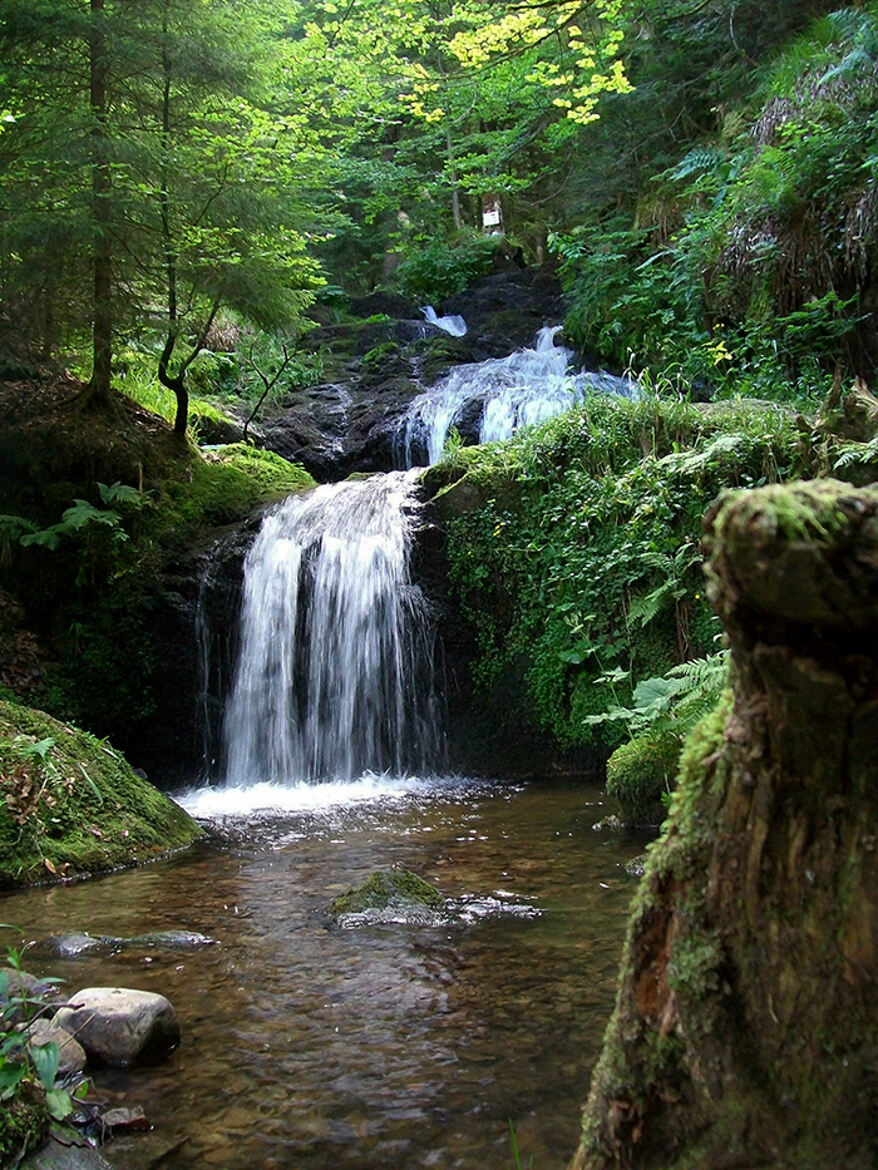 manque juste les fees