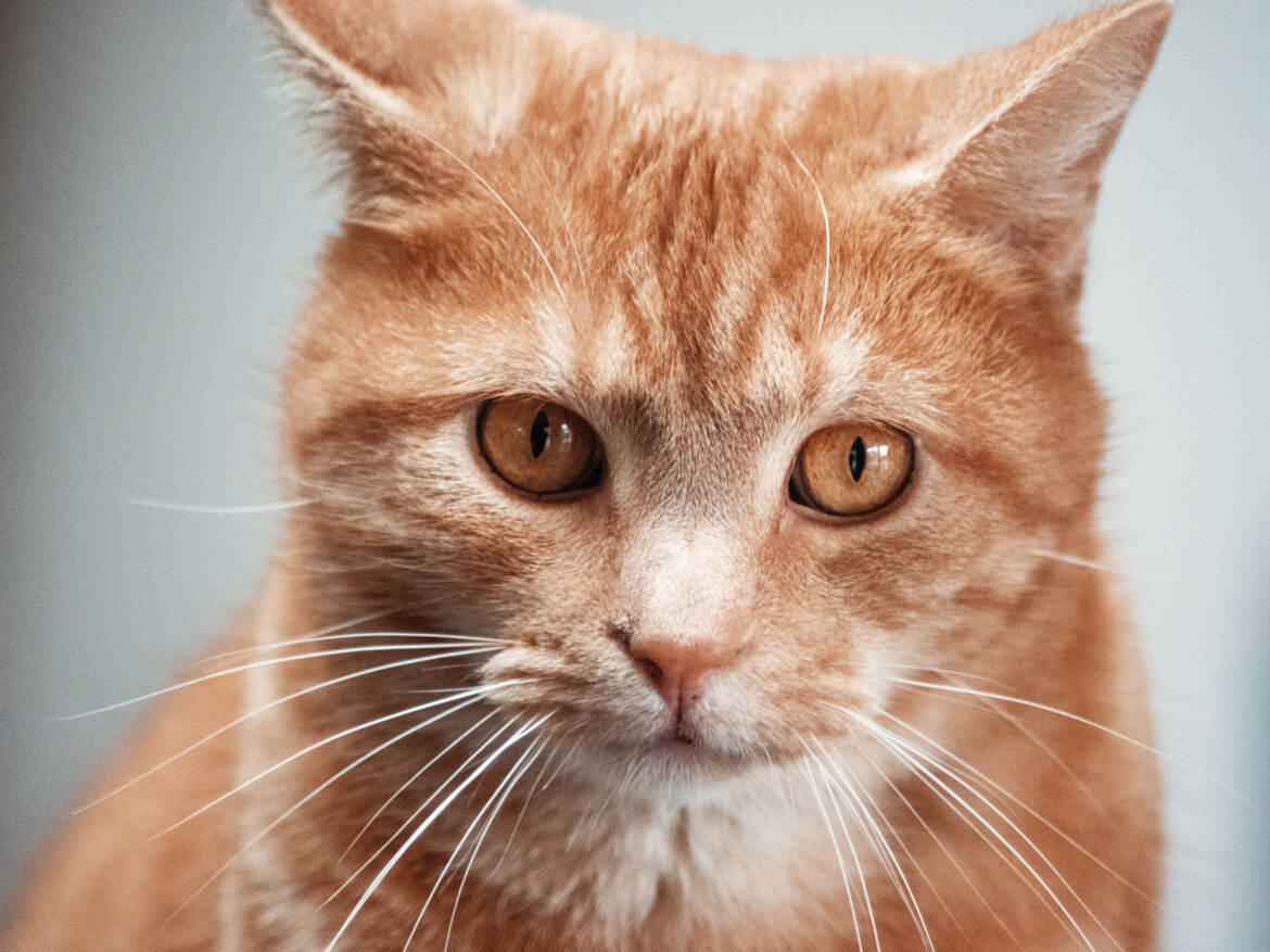 Minou