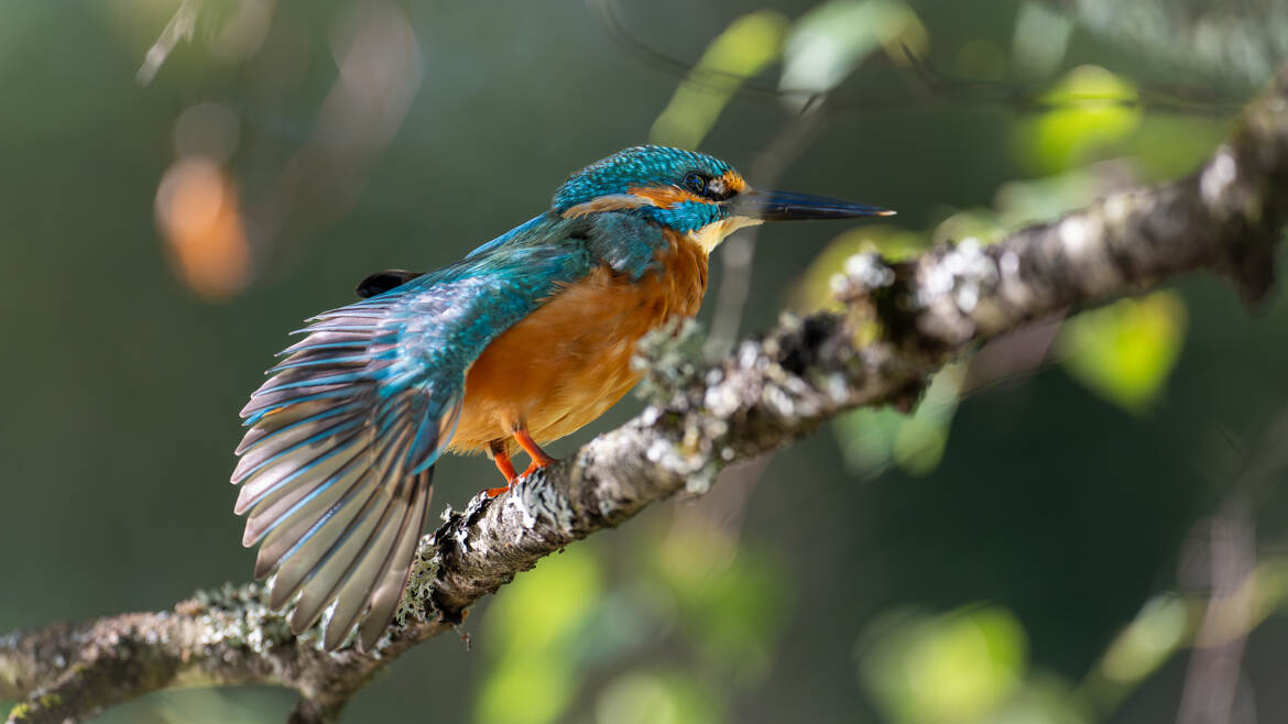 étirements matinaux