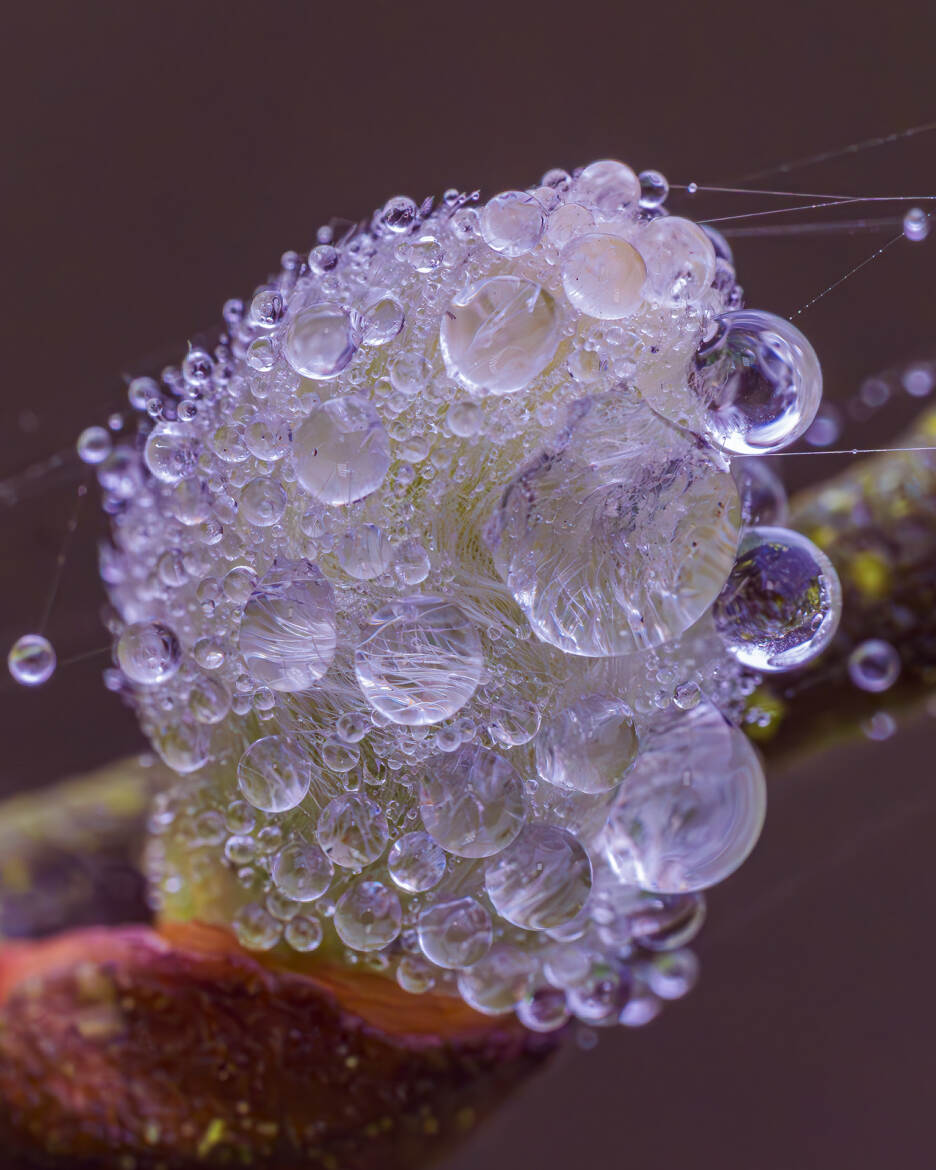 Chaton de saule marsault un matin de forte rosée.