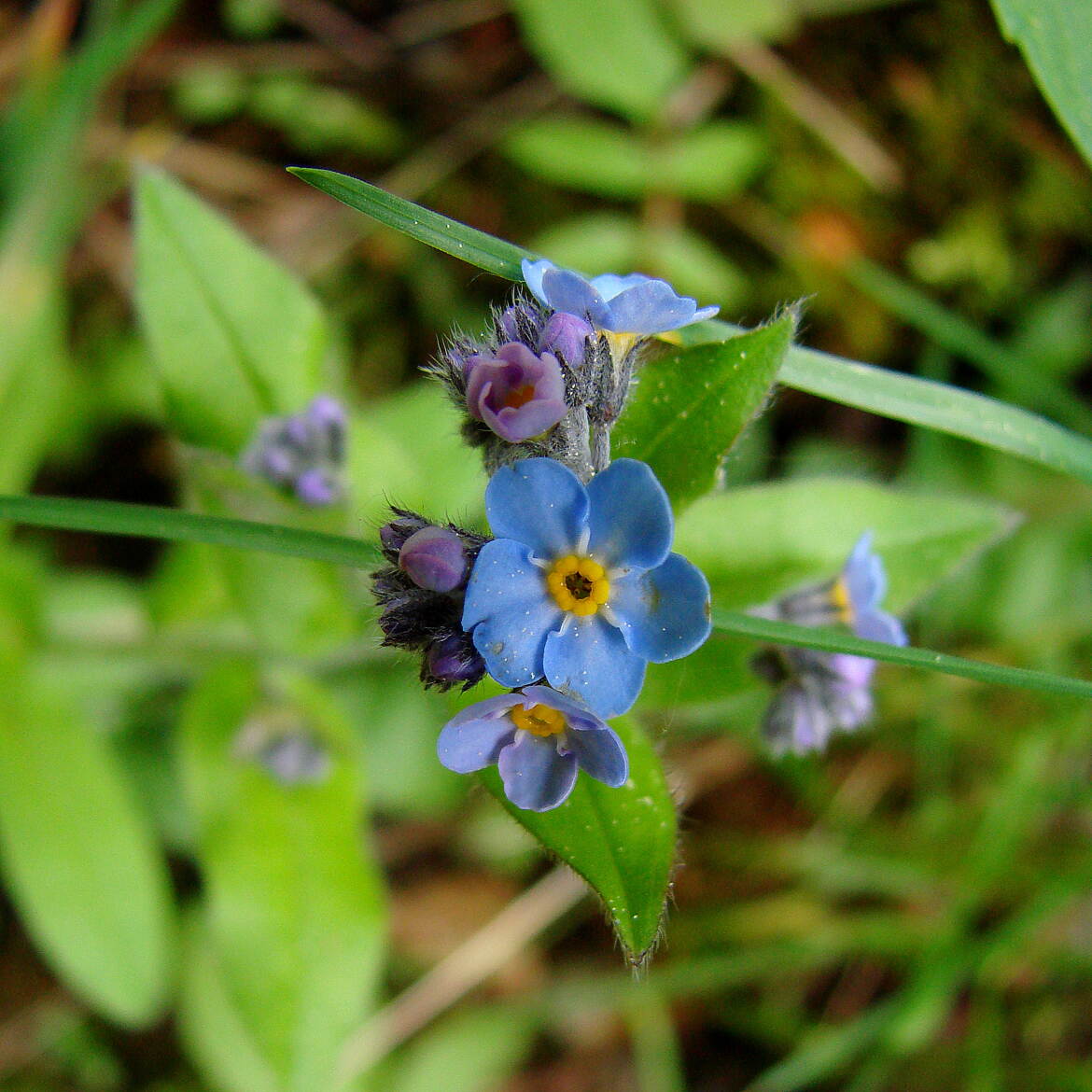 Plongée sur le Myosotis