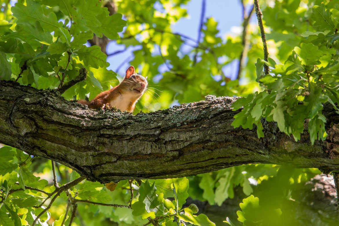 petit curieux