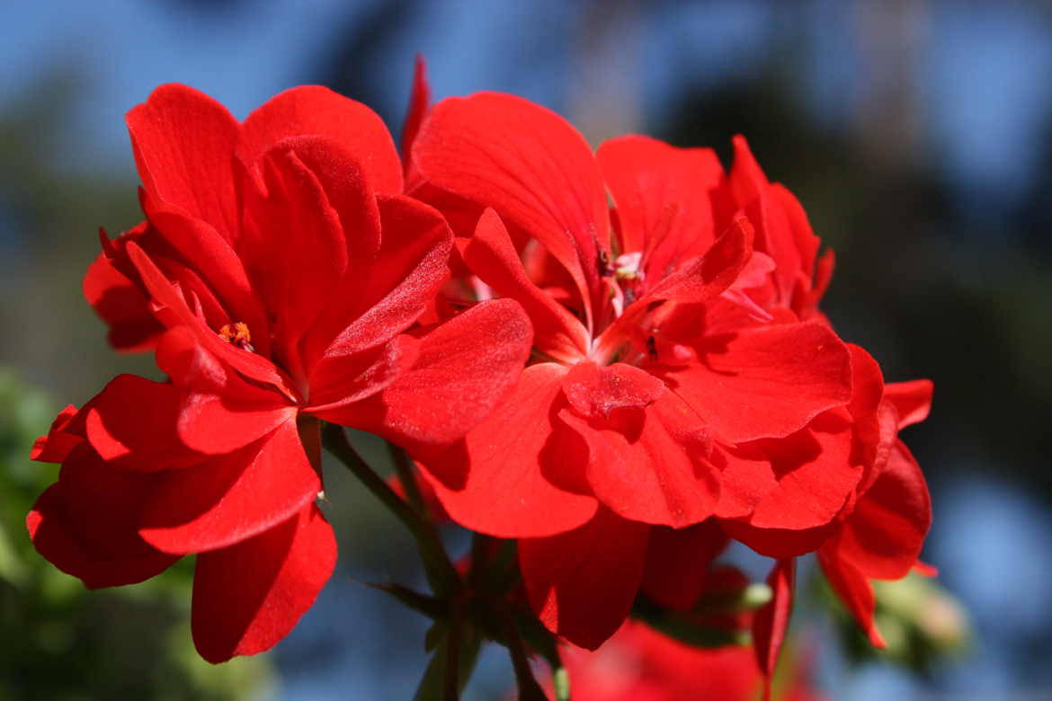 fleurs rouge