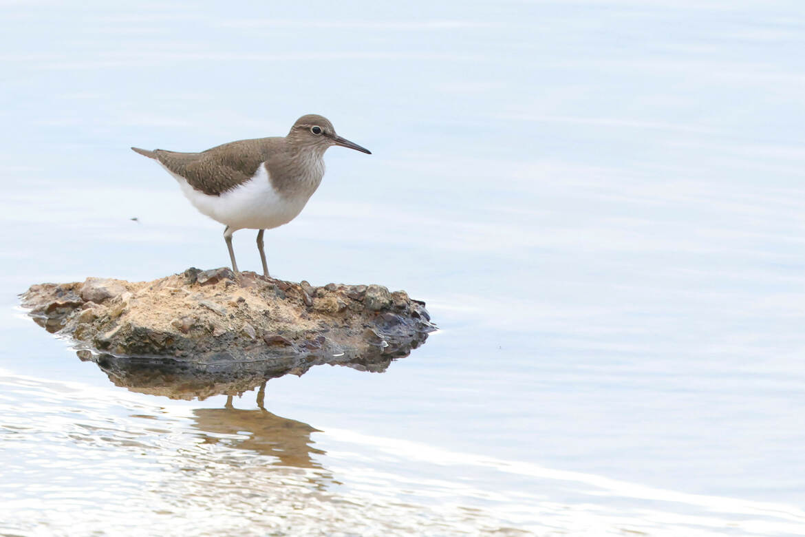 sur mon ile déserte