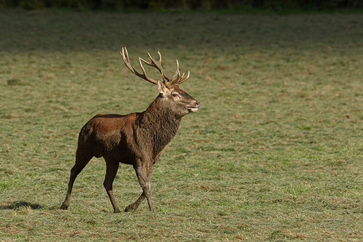 Brame du cerf