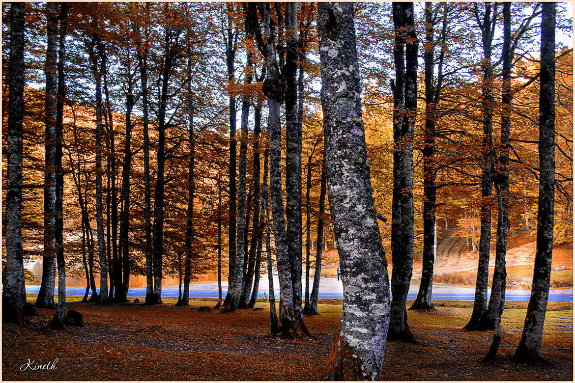 Un automne en forêt d'Iraty (Pyrénées)