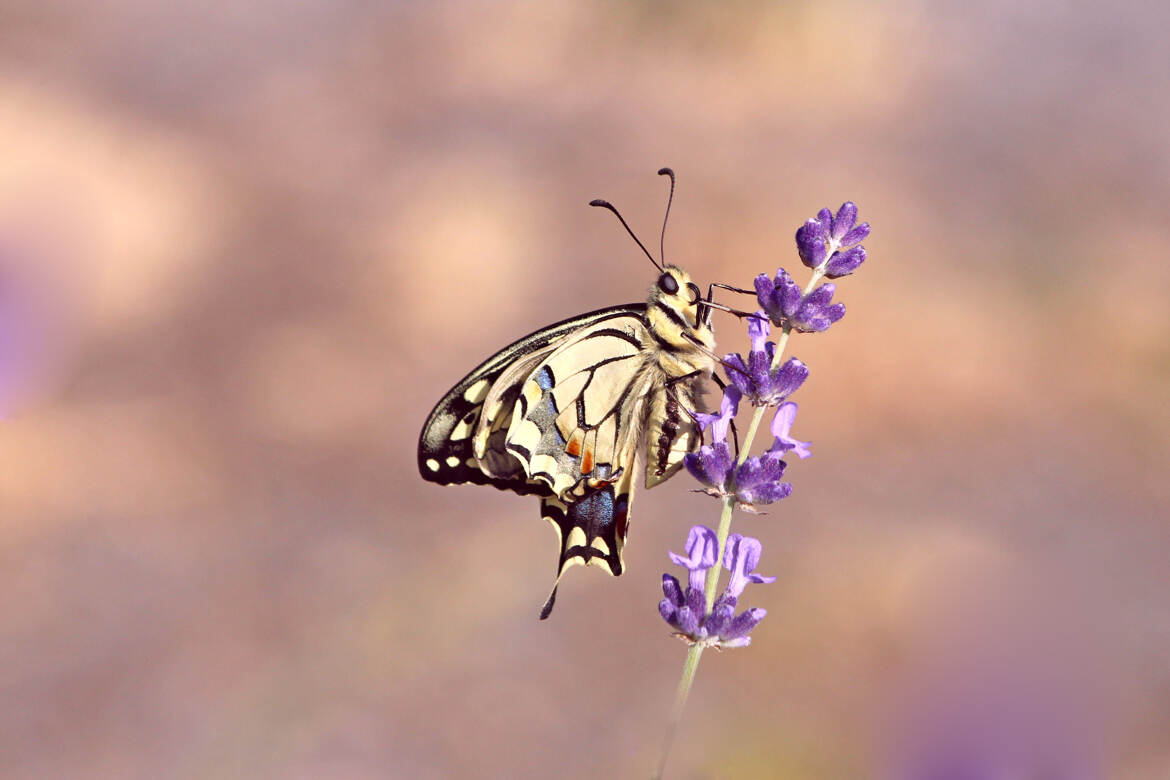 le machaon