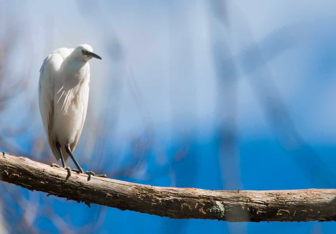 aigrette