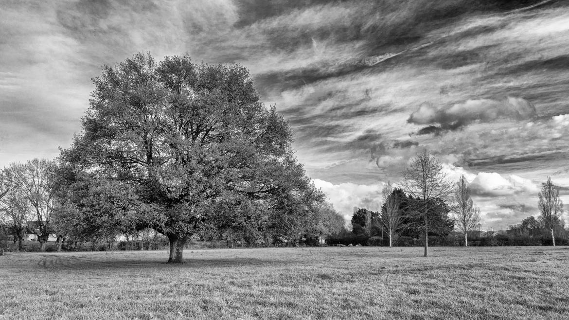 L'arbre solitaire