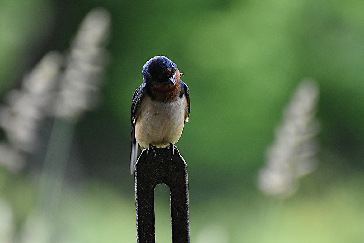 La mère hirondelle