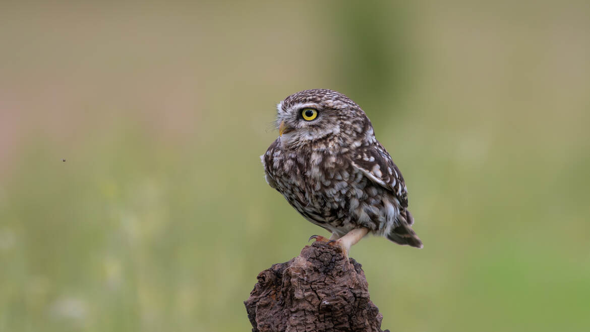 La chevêche et le moucheron