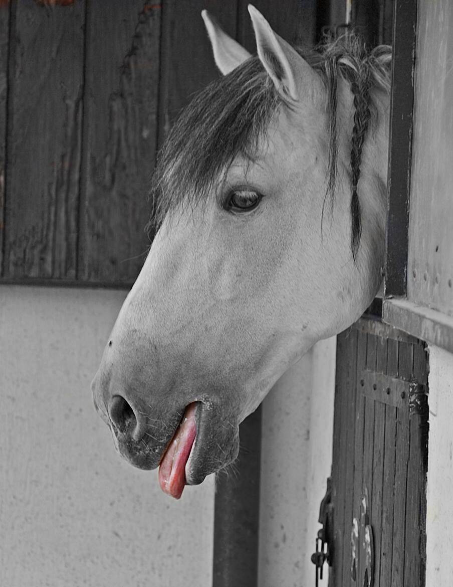 Tirer la langue aux passants