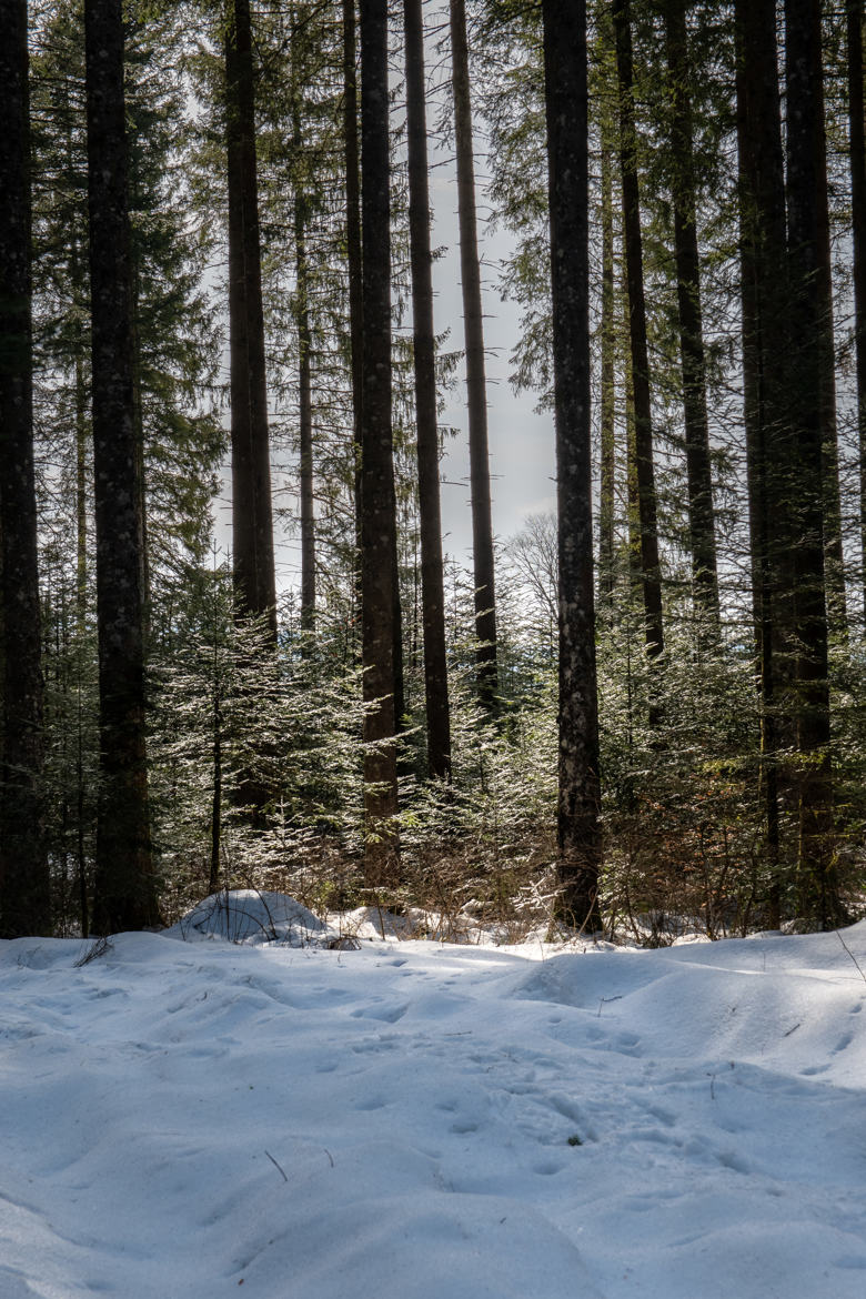 Les futurs rois de la forêt