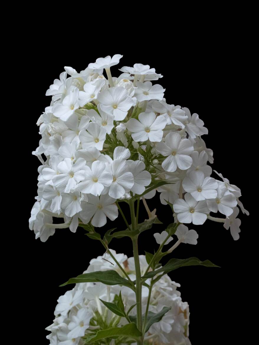 Phlox paniculé