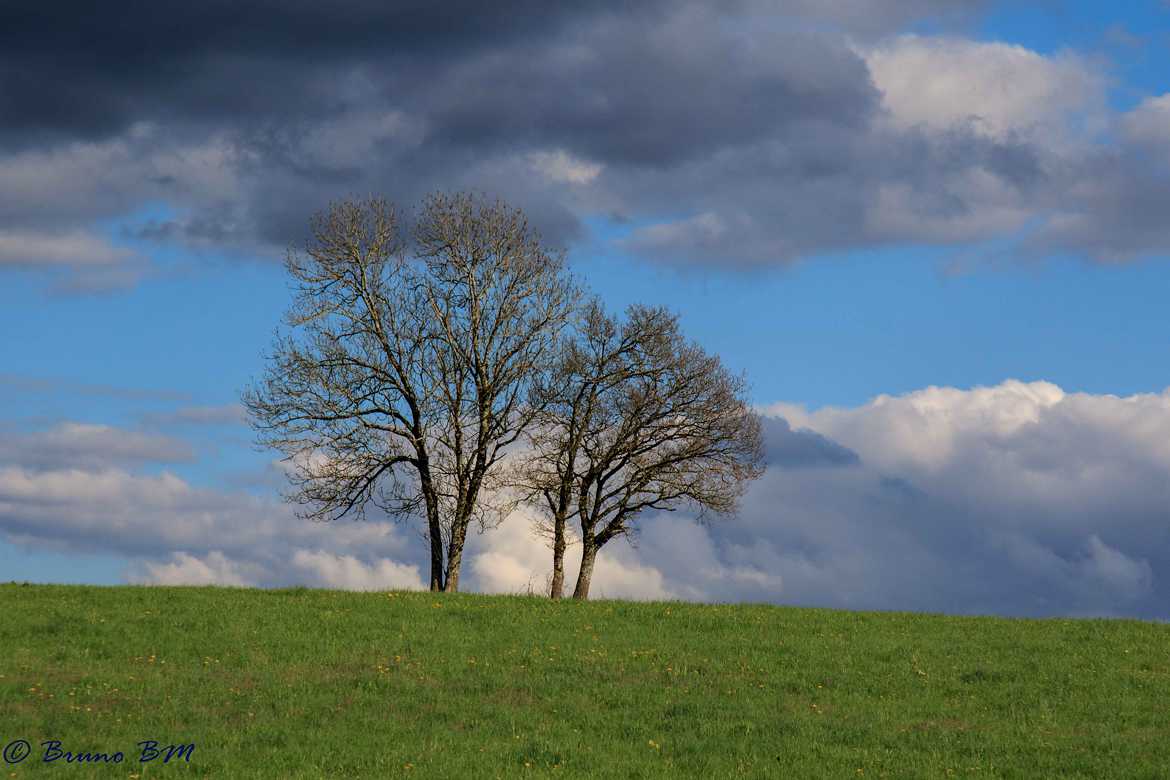 Mon arbre