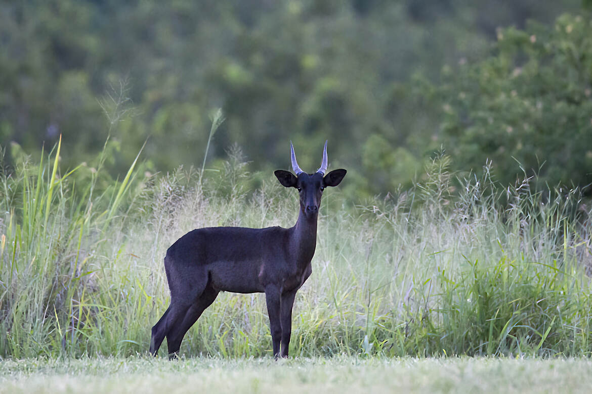 Antilope