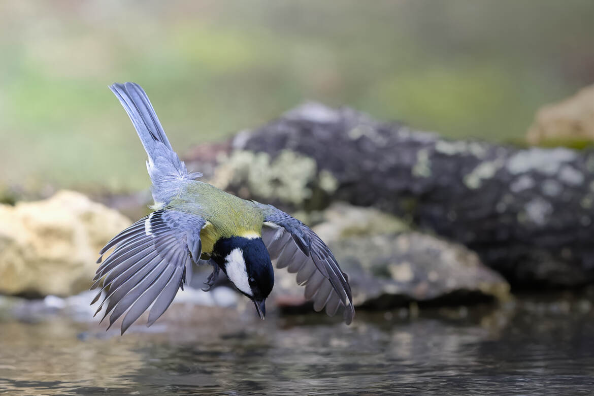 Le piqué de la mésange