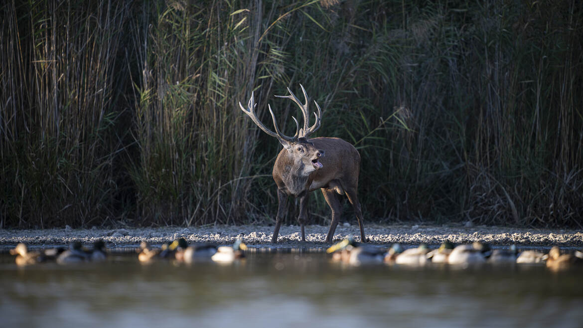 Concert pour colvert