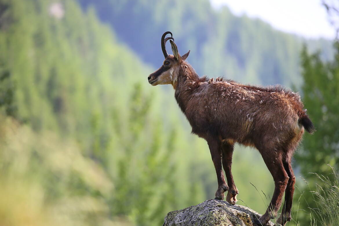 Capturé dans toute sa splendeur naturelle.