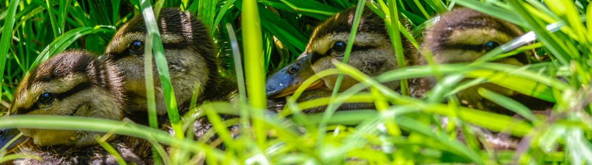 Les petits canards