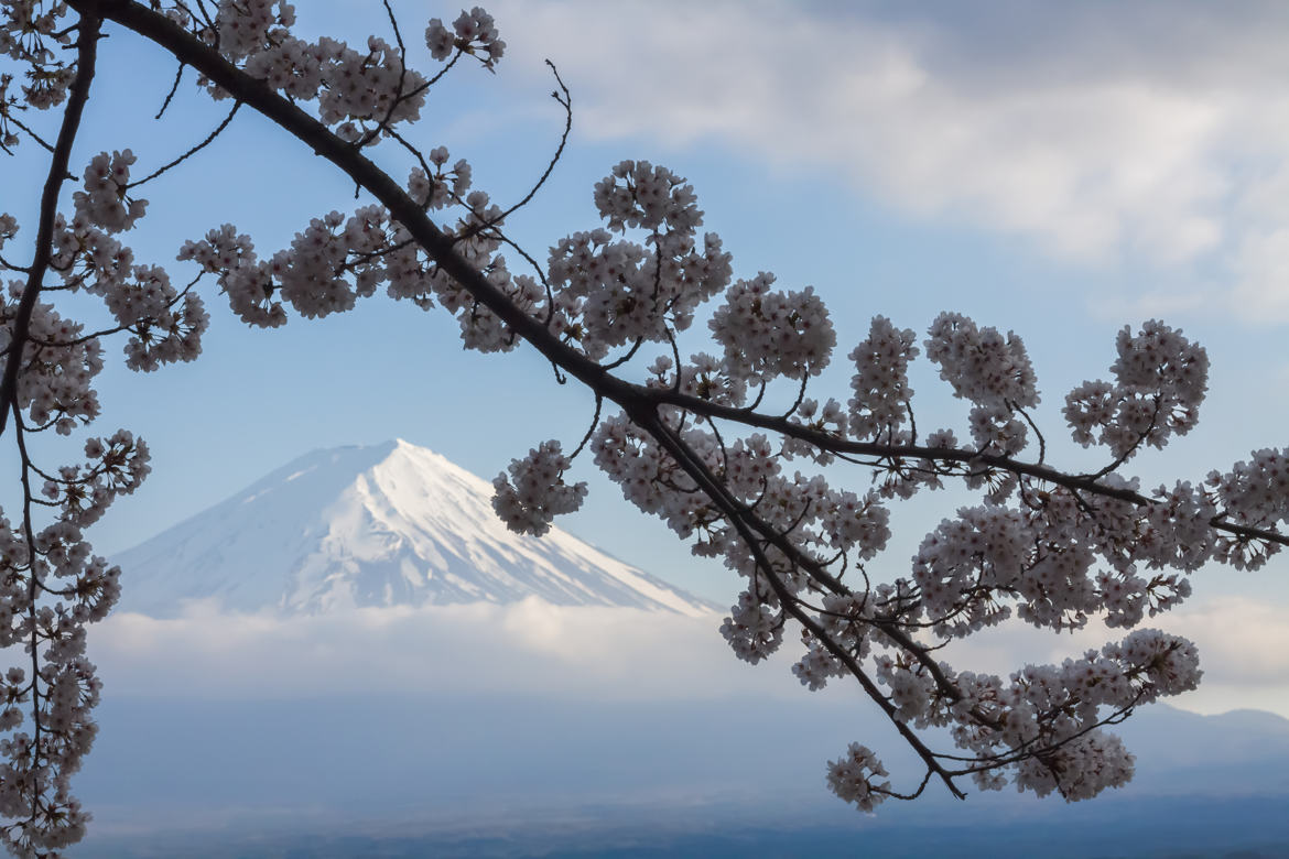 Fuji San