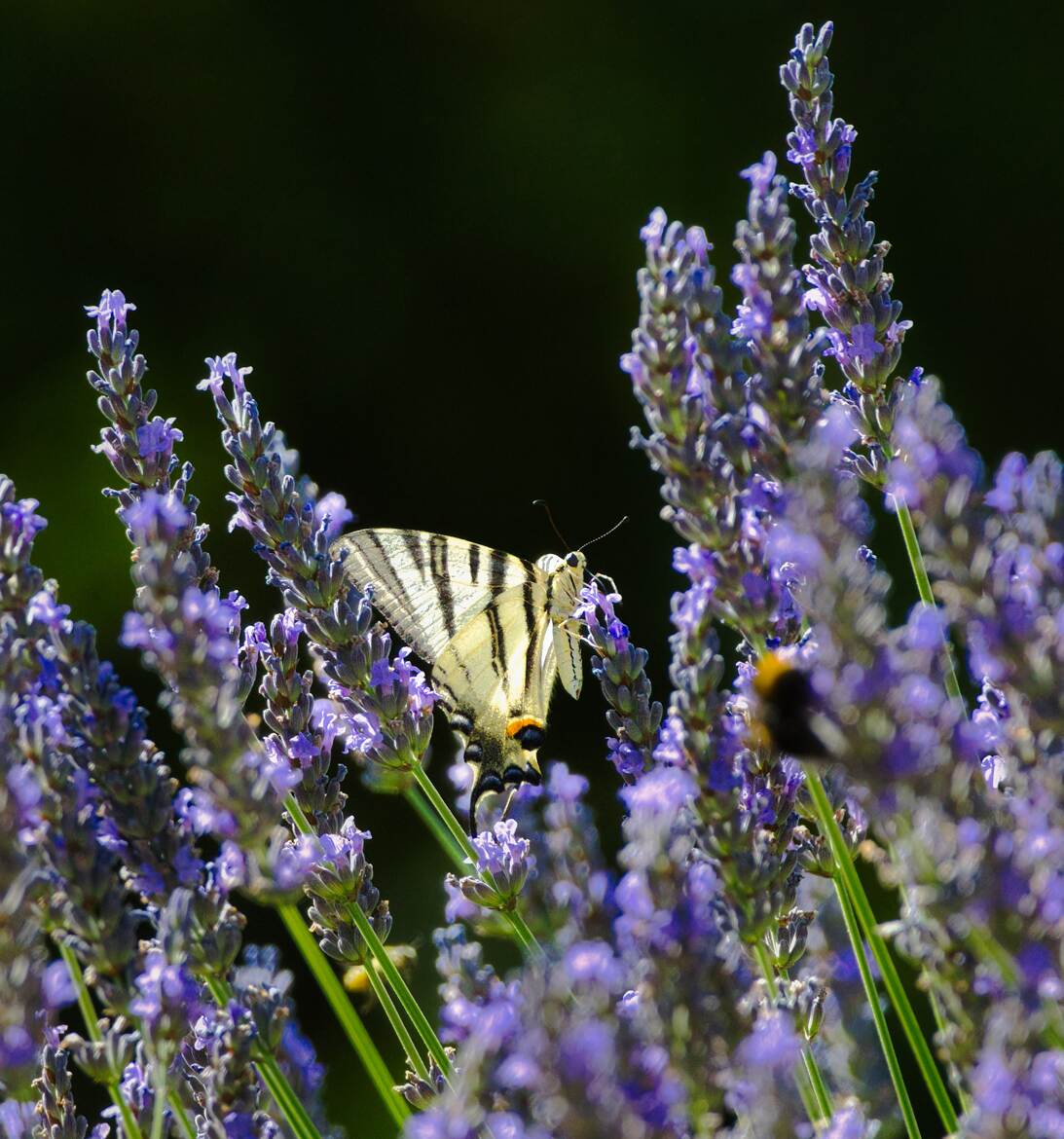 De fleurs en fleurs !