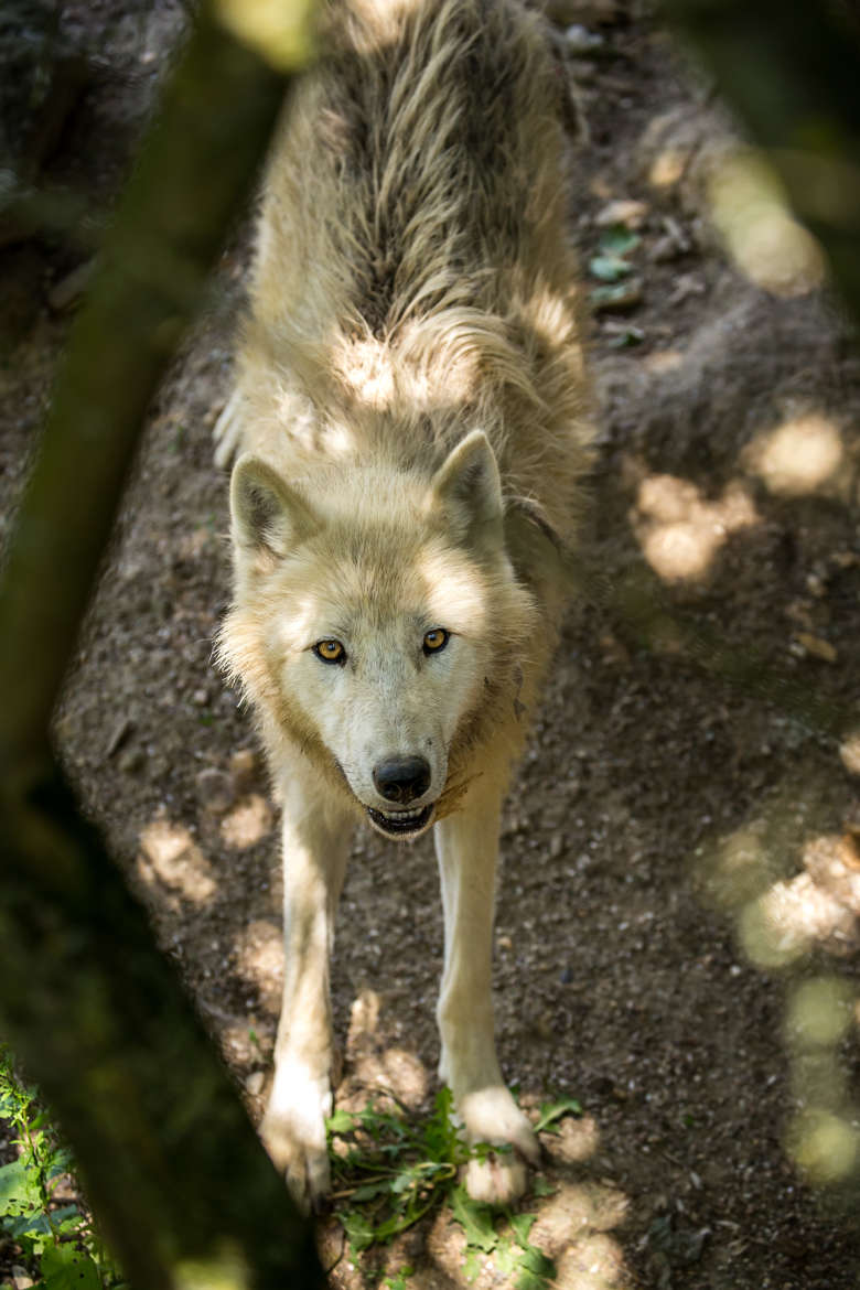 Le regard de la faim