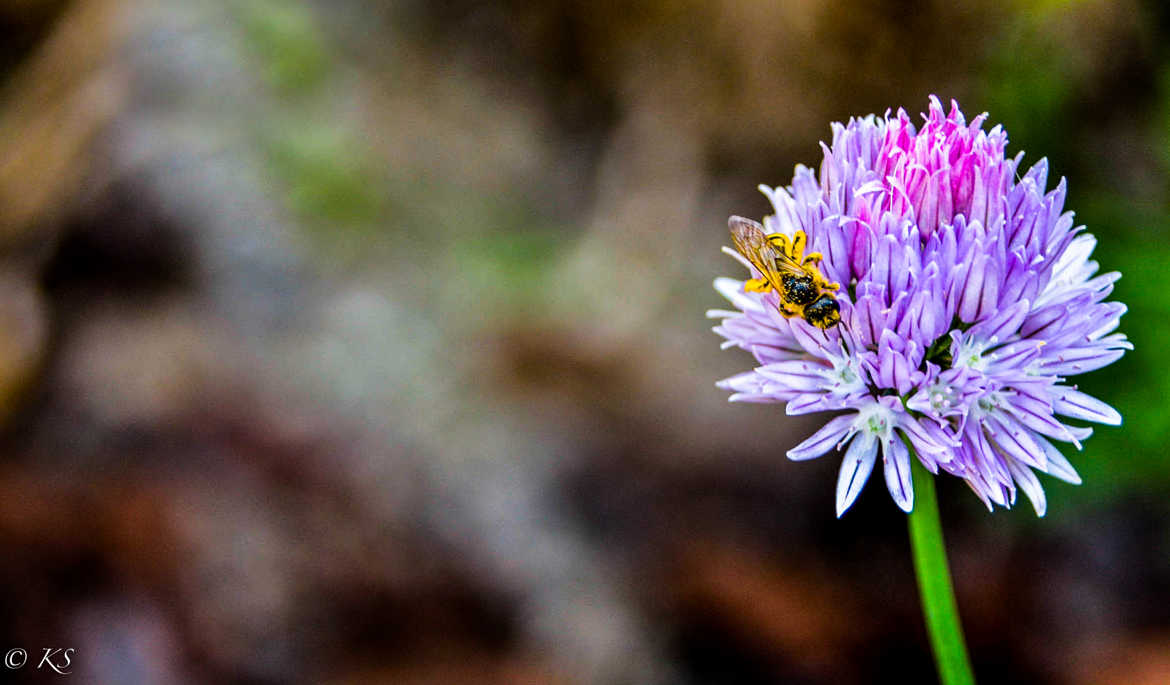 Fleur ce ciboulette