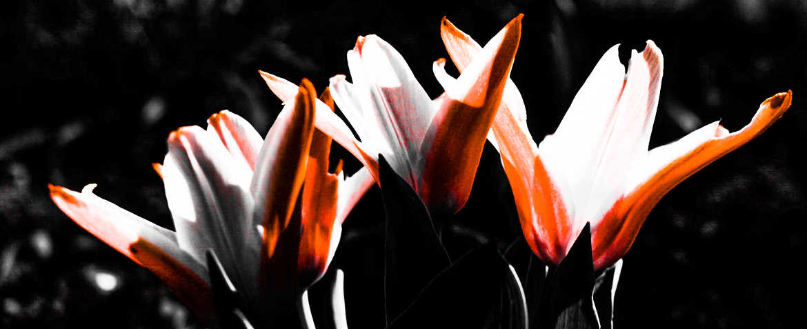 tulipes version 2
