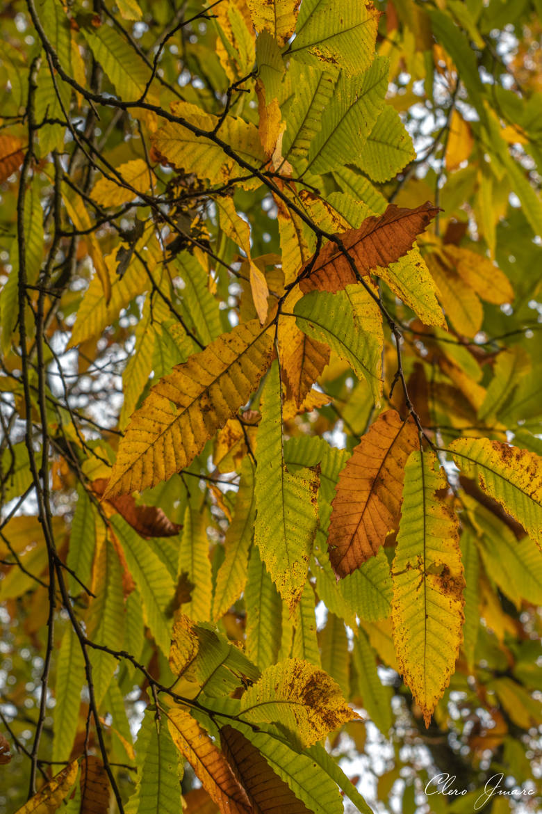 C"est bien l'automne