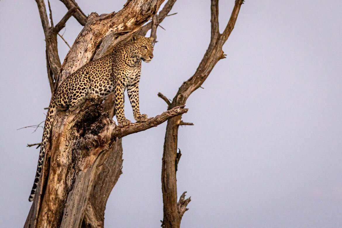 Sur mon arbre perché