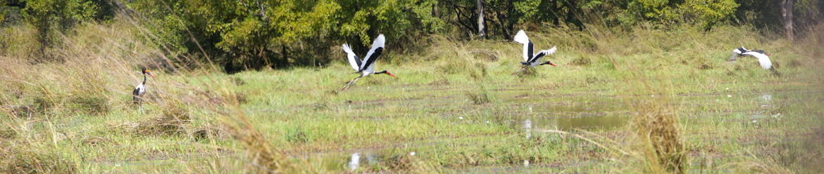 Jabiru